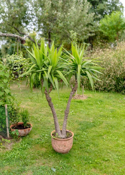 Vue Sur Jardin Été Diverses Plantes Fleurs Concept Jardinage Comme — Photo