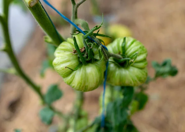 Imagen Con Tomates Diferentes Formas Tamaños Invernadero Película Jardinería Como —  Fotos de Stock