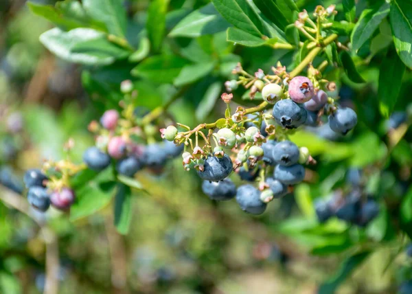 Picture Blueberry Leaf Fragments Harvest Time Big Blueberries Berry Picking — Stock Photo, Image