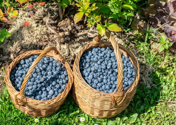 Photo Pair Wicker Baskets Blueberry Berries — Stock Photo, Image