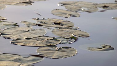 Sakin su yüzeyli yaz manzarası, nilüferler, yeşil yapraklar ve sazlıklar, sudaki yansımalar.