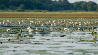 Nilüfer çiçekli güzel bir manzara, su kanalının su yüzeyinde yüzen yeşil yapraklı nilüferler beyaz bulutlu mavi gökyüzü altında Letonya Burtnieki Gölü,