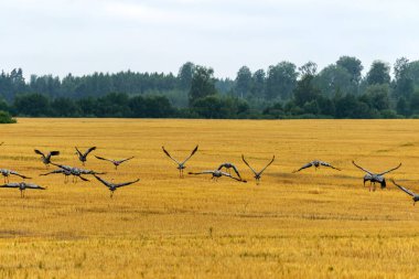 Tarlada uçan turna sürüsüyle güzel bir manzara.