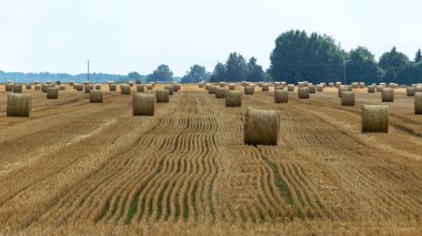 Nadasa bırakılmış bir tarlada saman ruloları olan renkli bir manzara. Yazın sonlarında doğada.