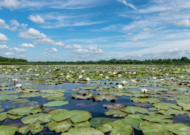 Gölden nehrin kaynağıyla yaz manzarası, bea