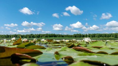 Güneşli bir yaz gününde nehir kıyısında güzel bir su bitkisi. Nilüfer arkaplan fotoğrafı Salaca Nehri, Burtnieki Gölü, Latvija Gölü ve Salaca Nehri 'nde çok güzel.