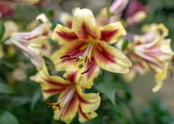 Flores Verano Jardín Día Soleado Jardinero Verano —  Fotos de Stock