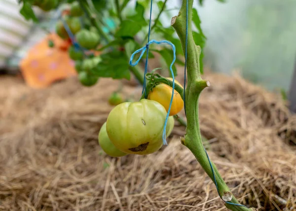 Bild Mit Tomaten Unterschiedlicher Form Und Größe Foliengewächshaus Gärtnern Als — Stockfoto