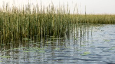 Güneşli yaz manzarası büyüleyici bir göl, beyaz bulutlar ve mavi gökyüzü durgun suyu, temiz ve berrak suyu, çimenli kıyıları, Burtnieki Gölü, Letonya 'yı yansıtıyor.