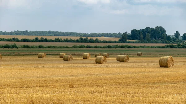 Paisaje Colorido Con Rollos Paja Campo Barbecho Finales Verano Naturaleza —  Fotos de Stock