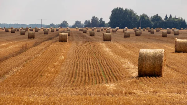 Colorful Landscape Straw Rolls Fallow Field Late Summer Nature — Stock Photo, Image