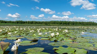 Güneşli bir yaz gününde nehir kıyısında güzel bir su bitkisi. Nilüfer arkaplan fotoğrafı Salaca Nehri, Burtnieki Gölü, Latvija Gölü ve Salaca Nehri 'nde çok güzel.