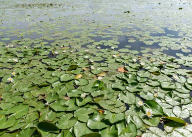Nilüfer çiçekli manzara, su kanalının su yüzeyinde yüzen yeşil yapraklı nilüferler beyaz bulutlu mavi bir gökyüzü altında, Burtnieki Gölü, Vecate, Letonya