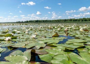 Güneşli bir yaz gününde nehir kıyısında güzel bir su bitkisi. Nilüfer arkaplan fotoğrafı Salaca Nehri, Burtnieki Gölü, Latvija Gölü ve Salaca Nehri 'nde çok güzel.