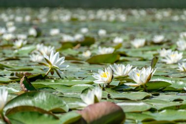 Güneşli bir yaz gününde nehir kıyısında güzel bir su bitkisi. Nilüfer arkaplan fotoğrafı Salaca Nehri, Burtnieki Gölü, Latvija Gölü ve Salaca Nehri 'nde çok güzel.