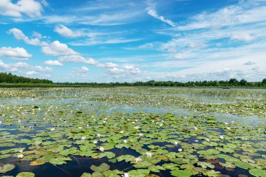 Güneşli bir yaz gününde nehir kıyısında güzel bir su bitkisi. Nilüfer arkaplan fotoğrafı Salaca Nehri, Burtnieki Gölü, Latvija Gölü ve Salaca Nehri 'nde çok güzel.
