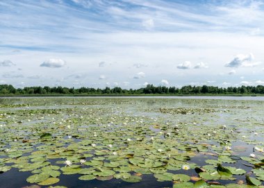 Güneşli bir yaz gününde nehir kıyısında güzel bir su bitkisi. Nilüfer arkaplan fotoğrafı Salaca Nehri, Burtnieki Gölü, Latvija Gölü ve Salaca Nehri 'nde çok güzel.