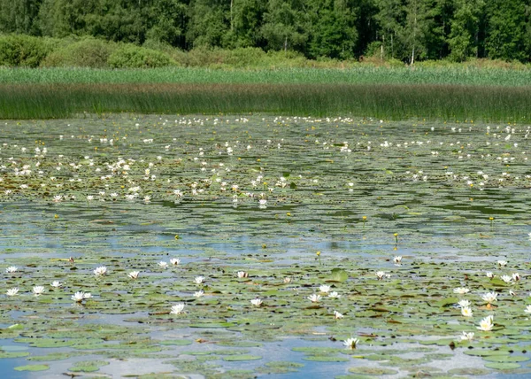 晴れた夏の日に川の銀行で美しい水生植物 蓮の背景写真は水鍋 サラカ川 Burtnieki湖 Latvijaで非常に美しいです — ストック写真