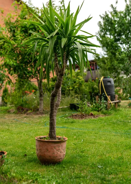 Vue Sur Jardin Été Diverses Plantes Fleurs Concept Jardinage Comme — Photo