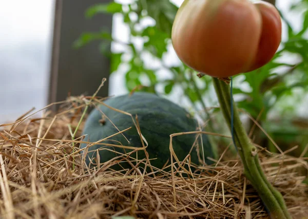 Zdjęcie Pomidorami Różnych Kształtach Rozmiarach Szklarnia Filmowa Ogrodnictwo Jako Hobby — Zdjęcie stockowe