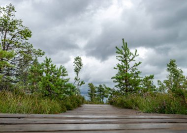 Bataklıktan gelen yaz manzarası, yağmurdan sonraki bataklık, ıslak bataklıktaki ıslak tahta köprüler, karanlık fırtına bulutları, geleneksel bataklık bitkisi, kenevir, çim, bataklık çamları Tolkuse bataklık yürüyüş yolu, Parnu ilçesi, Estonya