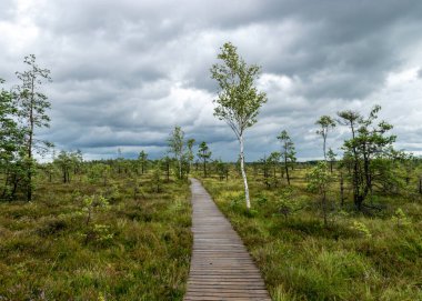 Bataklıktan gelen yaz manzarası, yağmurdan sonraki bataklık, ıslak bataklıktaki ıslak tahta köprüler, karanlık fırtına bulutları, geleneksel bataklık bitkisi, kenevir, çim, bataklık çamları Tolkuse bataklık yürüyüş yolu, Parnu ilçesi, Estonya