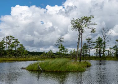 Bataklıktan yaz manzarası, yağmur, bataklık gölü, kara fırtına bulutları, geleneksel bataklık bitkisi, kenevir, çim, bataklık çamları, Tolkuse the Matkarada, Parnu ilçesi, Estonya