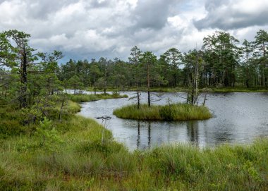 Bataklıktan yaz manzarası, yağmur, bataklık gölü, kara fırtına bulutları, geleneksel bataklık bitkisi, kenevir, çim, bataklık çamları, Tolkuse the Matkarada, Parnu ilçesi, Estonya
