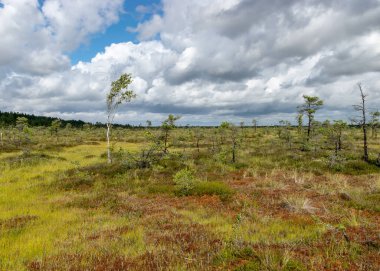 Bataklıktan gelen yaz manzarası, yağmurdan sonraki bataklık, karanlık fırtına bulutları, geleneksel bataklık bitkisi, kenevir, çimen, bataklık çamları, Tolkuse bataklık yürüyüş yolu, Parnu ilçesi, Estonya