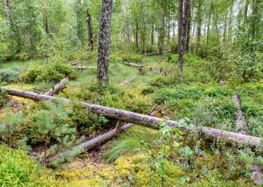 Bataklıktan gelen yaz manzarası, yağmurdan sonraki bataklık, karanlık fırtına bulutları, geleneksel bataklık bitkisi, kenevir, çimen, bataklık çamları, Tolkuse bataklık yürüyüş yolu, Parnu ilçesi, Estonya
