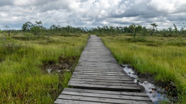Bataklıktan gelen yaz manzarası, yağmurdan sonraki bataklık, ıslak bataklıktaki ıslak tahta köprüler, karanlık fırtına bulutları, geleneksel bataklık bitkisi, kenevir, çim, bataklık çamları Tolkuse bataklık yürüyüş yolu, Parnu ilçesi, Estonya