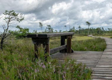 Bataklıktan gelen yaz manzarası, yağmurdan sonraki bataklık, ıslak bataklıktaki ıslak tahta köprüler, karanlık fırtına bulutları, geleneksel bataklık bitkisi, kenevir, çim, bataklık çamları Tolkuse bataklık yürüyüş yolu, Parnu ilçesi, Estonya