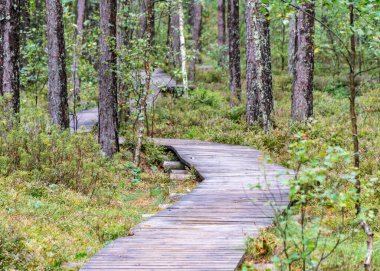 Bataklıktan gelen yaz manzarası, yağmurdan sonraki bataklık, ıslak bataklıktaki ıslak tahta köprüler, karanlık fırtına bulutları, geleneksel bataklık bitkisi, kenevir, çim, bataklık çamları Tolkuse bataklık yürüyüş yolu, Parnu ilçesi, Estonya