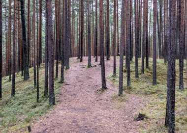 Bataklıktan gelen yaz manzarası, yağmurdan sonraki bataklık, karanlık fırtına bulutları, geleneksel bataklık bitkisi, kenevir, çimen, bataklık çamları, Tolkuse bataklık yürüyüş yolu, Parnu ilçesi, Estonya