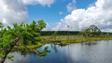 Rannametsa vaatetorn 'dan yaz manzarası Tolkuse bataklığının panoramik manzarası kuleden, Parnu ilçesinden, Estonya' ya kadar ağaçların tepelerinde yürüyüş yolu.