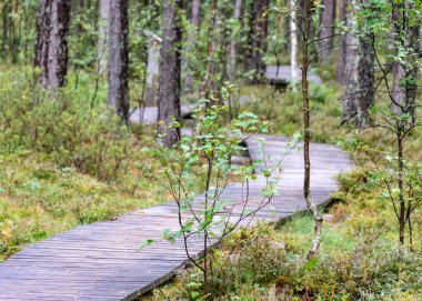 Bataklıktan gelen yaz manzarası, yağmurdan sonraki bataklık, ıslak bataklıktaki ıslak tahta köprüler, karanlık fırtına bulutları, geleneksel bataklık bitkisi, kenevir, çim, bataklık çamları Tolkuse bataklık yürüyüş yolu, Parnu ilçesi, Estonya