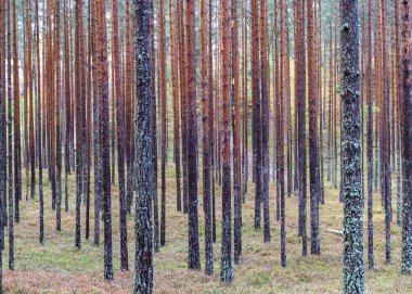 Bataklıktan gelen yaz manzarası, yağmurdan sonraki bataklık, karanlık fırtına bulutları, geleneksel bataklık bitkisi, kenevir, çimen, bataklık çamları, Tolkuse bataklık yürüyüş yolu, Parnu ilçesi, Estonya
