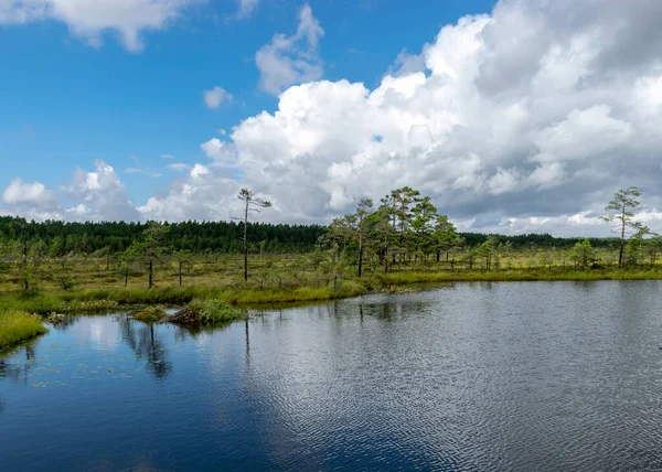 Summer Landscape Rannametsa Vaatetorn Panoramic View Tolkuse Bog Hiking Trail — Stock Photo, Image