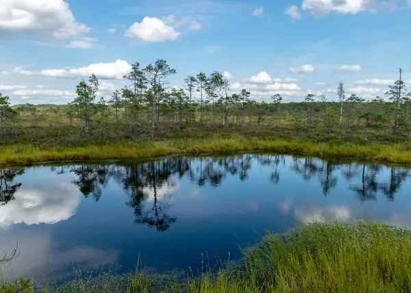 Traditional Bog Landscape Bog Trees Lake Grass Moss Cloud Reflections — Stock Photo, Image