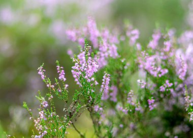 Sonbaharda kenevir çiçekleriyle fotoğraf, bulanık bir arkaplanda fundalık çiçeği detayları