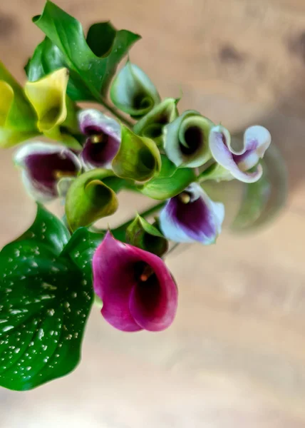 Photo Colorful Zantedeschia Flowers Autumn Flowers Garden — Stock Photo, Image