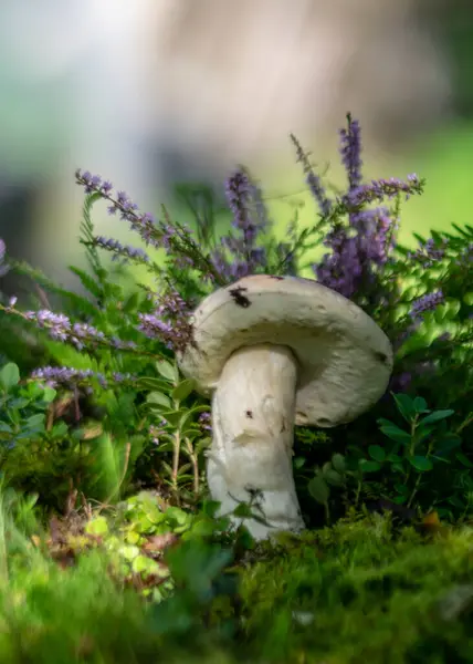 Vacker Och Färgstark Bild Med Svamp Närbild Traditionell Skogsvegetation Ljung — Stockfoto