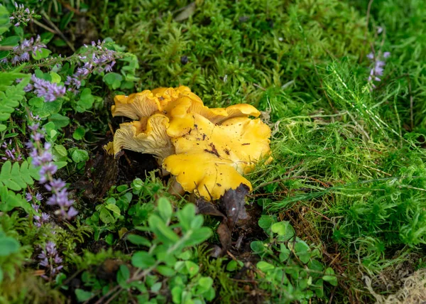 Bella Colorata Foto Con Funghi Primo Piano Vegetazione Forestale Tradizionale — Foto Stock