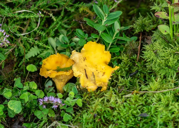 Beautiful Colorful Photo Mushroom Close Traditional Forest Vegetation Heather Moss — Stock Photo, Image