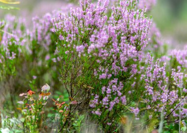 Sonbaharda kenevir çiçekleriyle fotoğraf, bulanık bir arkaplanda fundalık çiçeği detayları