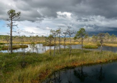 Sonbaharda bataklığın büyüleyici manzarası, güzel bataklık bitkileri, geleneksel çamlar, çimenler, sonbahar renklerinde yosunlar ve zambaklar, doğada sonbahar zamanı, Palsu bataklığı, Jumgurd bölgesi, Erglu bölgesi, Letonya