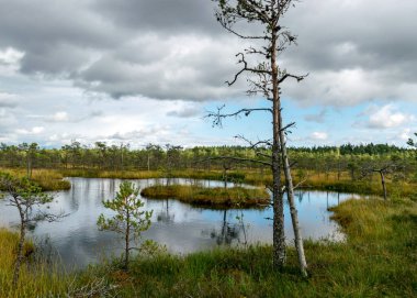 Sonbaharda bataklık çamının silueti, muhteşem bataklık bitkisi, geleneksel ot, yosun ve sonbahar renklerinde liken, doğada sonbahar zamanı.