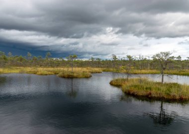 Sonbaharda bataklığın büyüleyici manzarası, güzel bataklık bitkileri, geleneksel çamlar, çimenler, sonbahar renklerinde yosunlar ve zambaklar, doğada sonbahar zamanı, Palsu bataklığı, Jumgurd bölgesi, Erglu bölgesi, Letonya