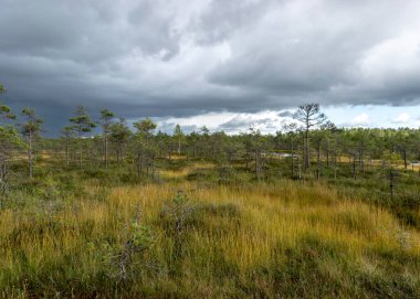 Sonbaharda bataklığın büyüleyici manzarası, güzel bataklık bitkileri, geleneksel çamlar, çimenler, sonbahar renklerinde yosunlar ve zambaklar, doğada sonbahar zamanı, Palsu bataklığı, Jumgurd bölgesi, Erglu bölgesi, Letonya