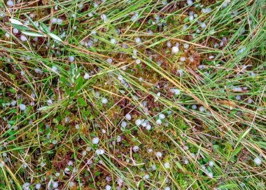 Sonbaharda bataklık, bataklık bitkilerinde beyaz dolu taneleri, çimenler, yosunlar ve sonbahar renklerinde zambaklar, doğada sonbahar zamanı.